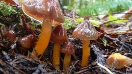 Ziegelbrauner Saftling, Foto 11