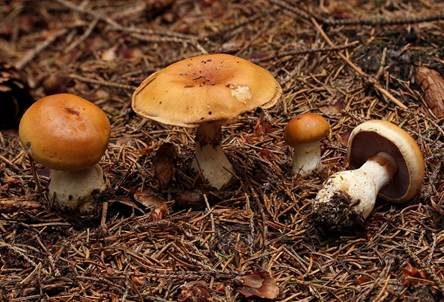 Ziegelgelber Schleimkopf, Foto 3