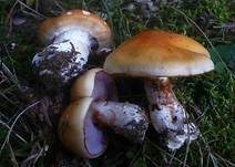 Ziegelgelber Schleimkopf, Foto 13