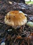 Ziegelgelber Schleimkopf, Foto 14
