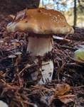 Ziegelgelber Schleimkopf, Foto 15