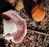 Ziegelgelber Schleimkopf, Foto 21