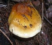 Ziegelgelber Schleimkopf, Foto 28