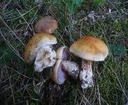 Ziegelgelber Schleimkopf, Foto 29