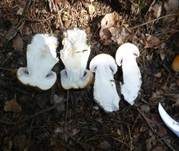 Ziegelgelber Schleimkopf, Foto 30