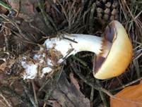 Ziegelgelber Schleimkopf, Foto 31
