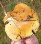 Ziegelgelber Schleimkopf, Foto 32