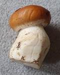 Ziegelgelber Schleimkopf, Foto 46