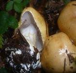 Ziegelgelber Schleimkopf, Foto 53