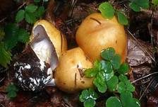 Ziegelgelber Schleimkopf, Foto 10