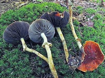 Ziegelroter Träuschling, Foto 5