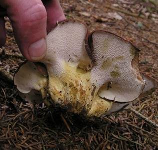 Ziegenfußporling, Foto 2