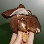 Ziegenfußporling, Foto 16