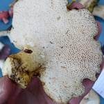 Ziegenfußporling, Foto 19