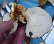 Ziegenfußporling, Foto 21