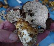 Ziegenfußporling, Foto 34