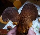 Ziegenfußporling, Foto 39