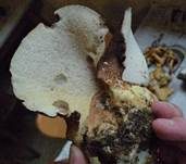 Ziegenfußporling, Foto 42