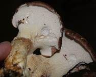 Ziegenfußporling, Foto 11
