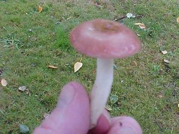 Zierlicher Birkentäubling, Foto 4