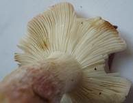Zierlicher Birkentäubling, Foto 7