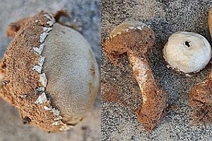 Zierlicher Stielbovist, Foto 1