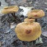 Zimtfarbener Dauerporling, Foto 13