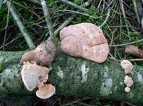Zimtfarbener Weichporling, Foto 13