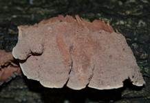 Zimtfarbener Weichporling, Foto 33