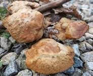 Zimtfarbener Weichporling, Foto 51