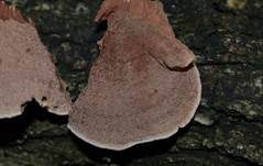Zimtfarbener Weichporling, Foto 7