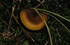 Zimthautkopf, Foto 18
