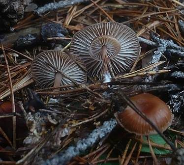 Zimtrötlicher Rübling, Foto 3