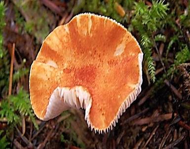 Zinnoberbrauner Körnchenschirmling, Foto 3