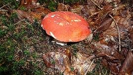 Zinnoberroter Täubling, Foto 12
