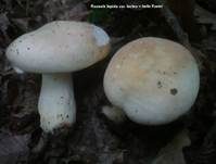 Zinnoberroter Täubling, Foto 14