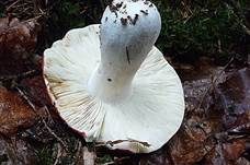 Zinnoberroter Täubling, Foto 17