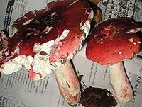 Zinnoberroter Täubling, Foto 19