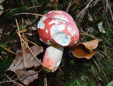 Zinnoberroter Täubling, Foto 4