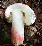 Zinnoberroter Täubling, Foto 6