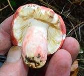 Zinnoberroter Täubling, Foto 8