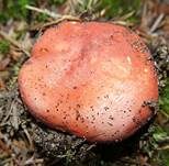 Zinnoberroter Täubling, Foto 9
