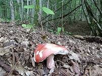 Zinnoberroter Täubling, Foto 11