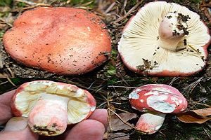 Zinnoberroter Täubling, Foto 1