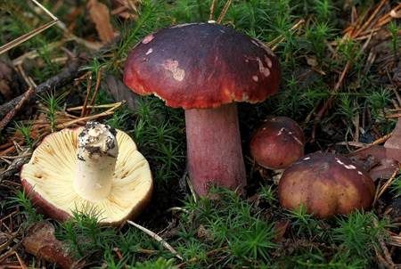 Zitronenblättriger Täubling, Foto 2