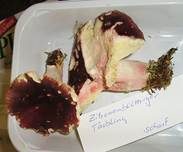 Zitronenblättriger Täubling, Foto 18