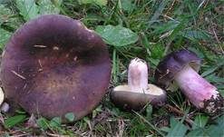 Zitronenblättriger Täubling, Foto 10