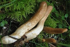 Braunes Pustelkeulchen, Foto 1