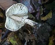 Zitzen-Riesenschirmling, Foto 8