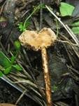 Zitzenstielbovist, Foto 13